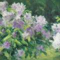 Rhododendron 50x60cm